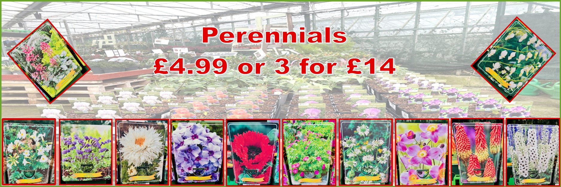 Perennials