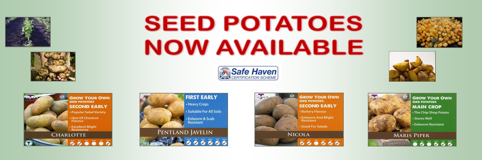 Seed Potatoes