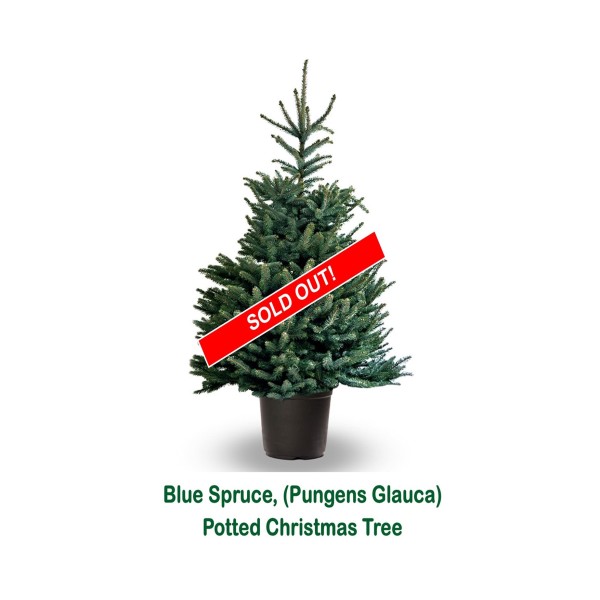 Blue Spruce (Pungens Glauca) Potted Christmas Tree -  3ft