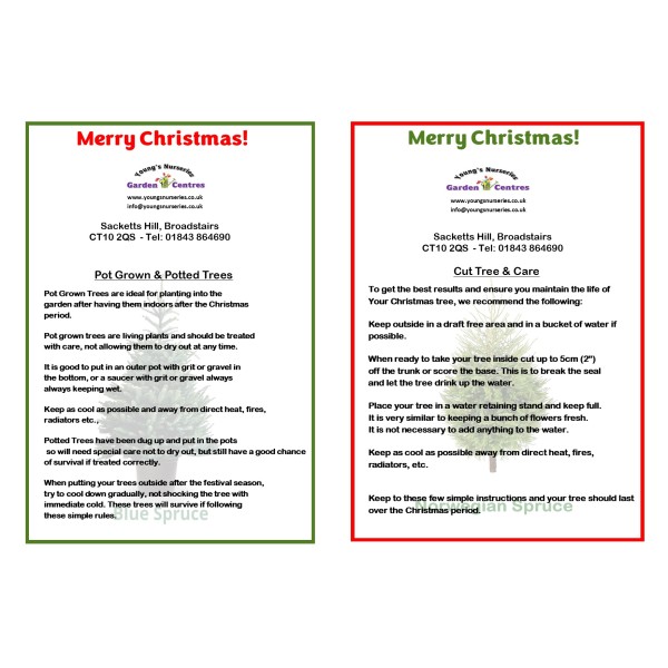 Christmas Tree Description & Care (Free) 