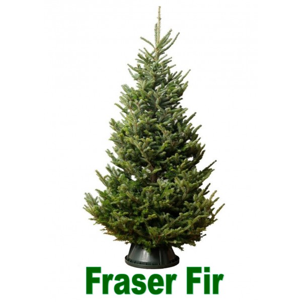 Fraser Fir (Abies Frazeri)  Premium Christmas Tree - 200/225