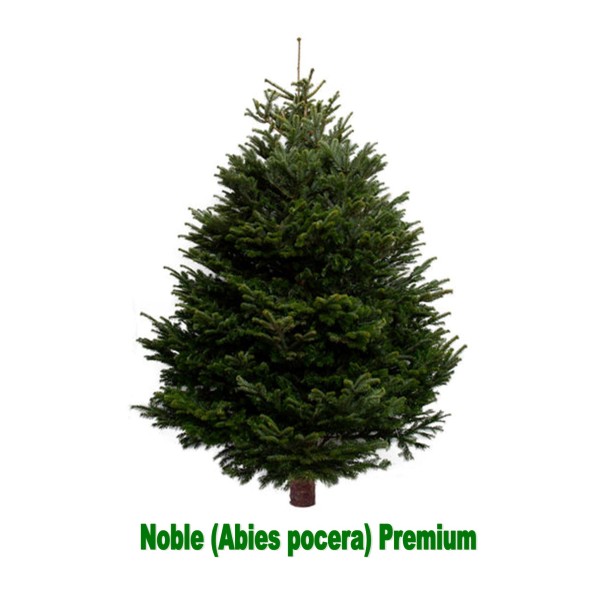 Noble (Abies pocera)   Premium Christmas Tree -  (225/250cm)