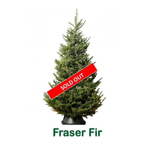 Fraser Fir (Abies Frazeri)  Premium Christmas Tree - 150/175cm