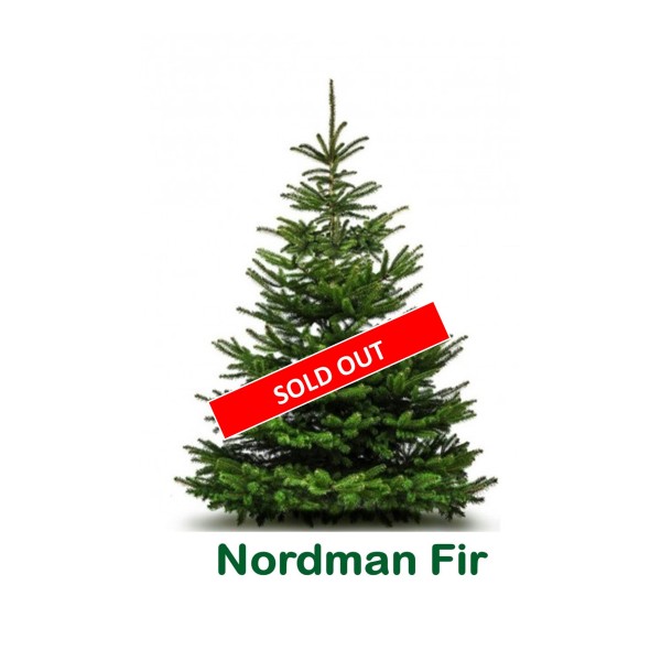 Nordman Fir Standard Christmas Tree (Abies Nordmanniana) -  (210/240cm)