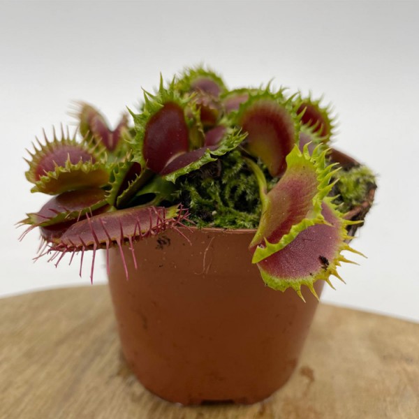Dionaea muscipula 'Zipp'