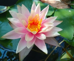 Aquatic plants