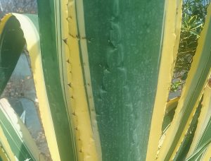 Architectural plants