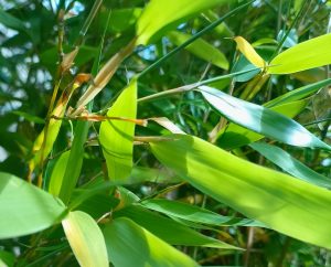 Grasses & Bamboo