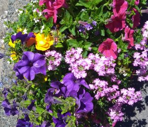 Bedding & Basket plants
