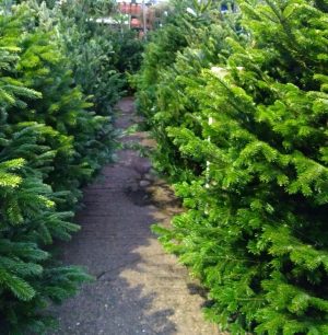 Christmas Trees