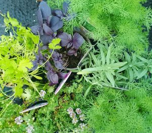 Herbs & Vegetables