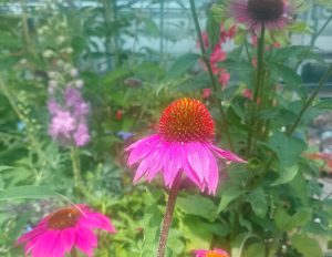 Perennials