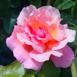 Roses