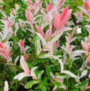 Ornamental trees