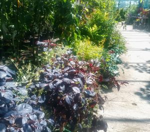 Shrubs