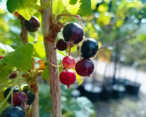 Fruit tree & Soft fruit