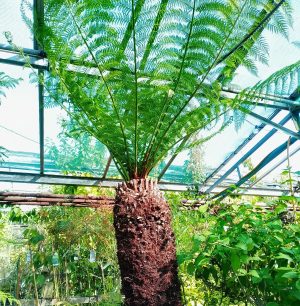 Ferns & Tree ferns