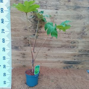 Tetrapanax papyrifer 'Rex'