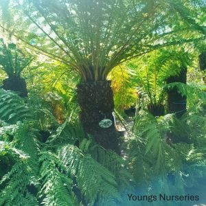 Tree Fern - Dicksonia antarctica -5ft+ trunk (thick trunk)