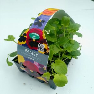 Pansy Matrix Autumn select mix