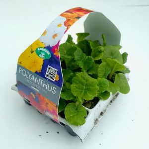Polyanthus Crescendo mix