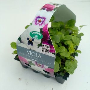 Viola Sorbet Raspberry Sundae mix