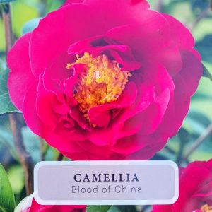 Camellia japonica 'Blood of China'