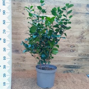 Camellia japonica 'Blood of China'