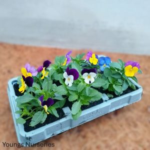 Viola - mixed colours (for Autumn/Winter) 6 pack