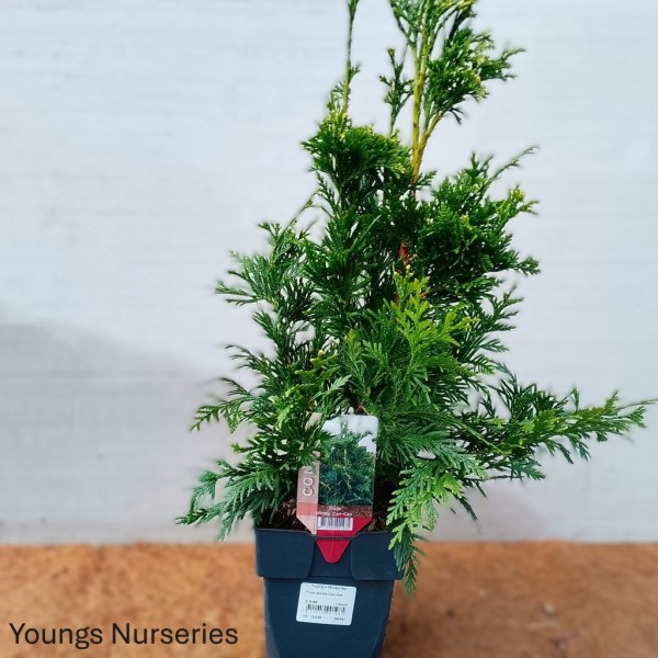 Thuja plicata Can-Can