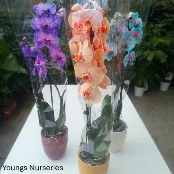 Phalaenopsis I'm special 2t + ceramic