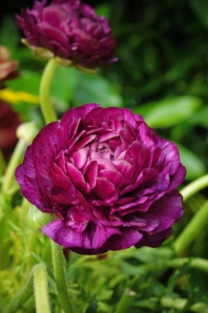 Ranunculus Purple Sensation