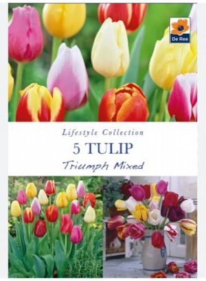 Tulip Triumph Mixed