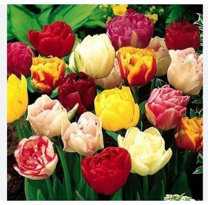 Tulip Double Late Mixed