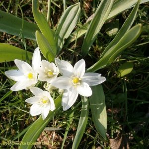 Ornithogallum balansae