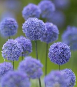 Allium Azureum