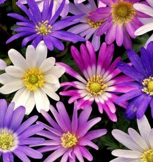 Anemone Blanda Mix