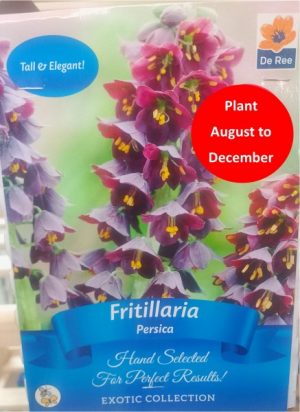 Fritillaria Persica