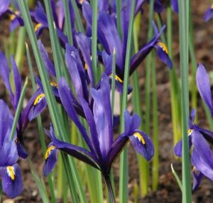 Dwarf Iris Reticulata Blue