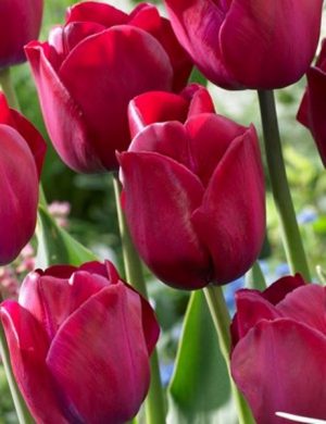 Tulip Attila