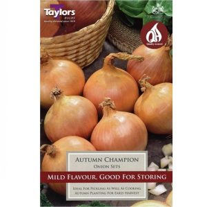 Onion sets -Autumn Champion