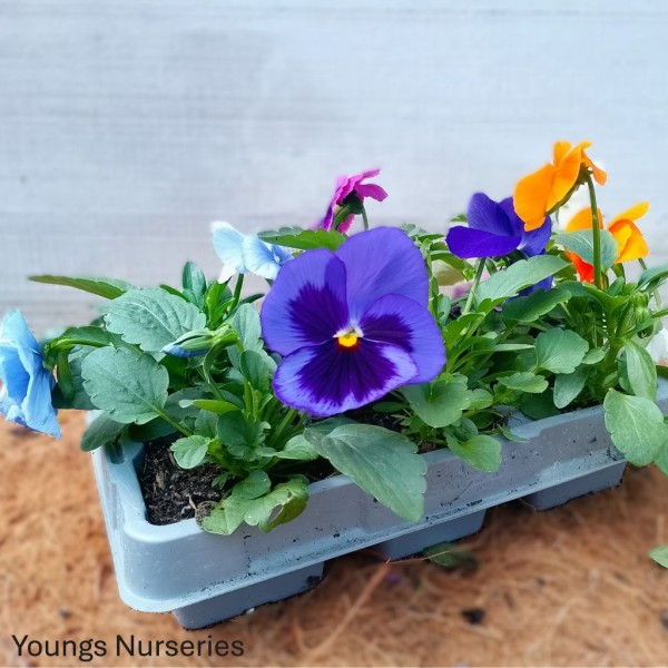 Pansy - mixed colours - 6 pack