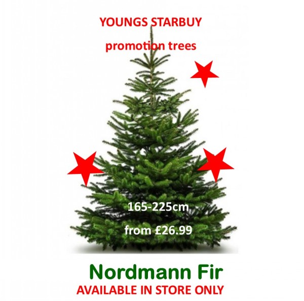 NORDMANN Fir. 165-200
Standard cut tree (NRDpromo)
