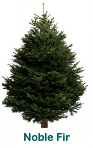 Noble Fir. 150-175cm
Premium cut tree (NOB-or)