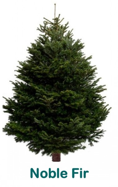 Noble Fir. 150-175cm
Premium cut tree (NOB-or)