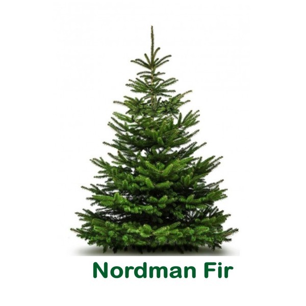 NORDMANN Fir. 180-210cm
Standard cut tree (NRD-std-bl/wh)