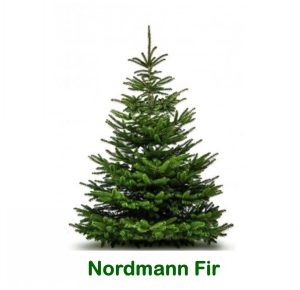Nordman Fir -270-300cm Premium (NRD-Pr-purp)