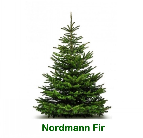 NORDMANN Fir. 210-240cm
Standard cut tree (NRD-std-yell/wh)