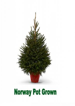 Pot grown Norway spruce - approx 100-125cms tall