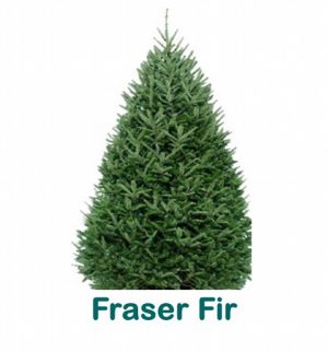 Fraser Fir- 175-200cm (FRASred)